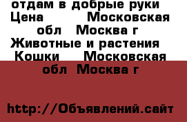 отдам в добрые руки › Цена ­ 100 - Московская обл., Москва г. Животные и растения » Кошки   . Московская обл.,Москва г.